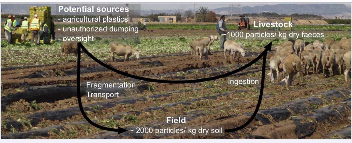 SLM_WUR's tweet photo. Plastic in sheep faeces.
In the Region of Murcia in Spain, plastic mulch is heavily used for intensive vegetable farming. After harvest, sheep are released into the fields to graze on the vegetable residues. #plasticmulching #microplastics https://t.co/VVGSuFVXCP