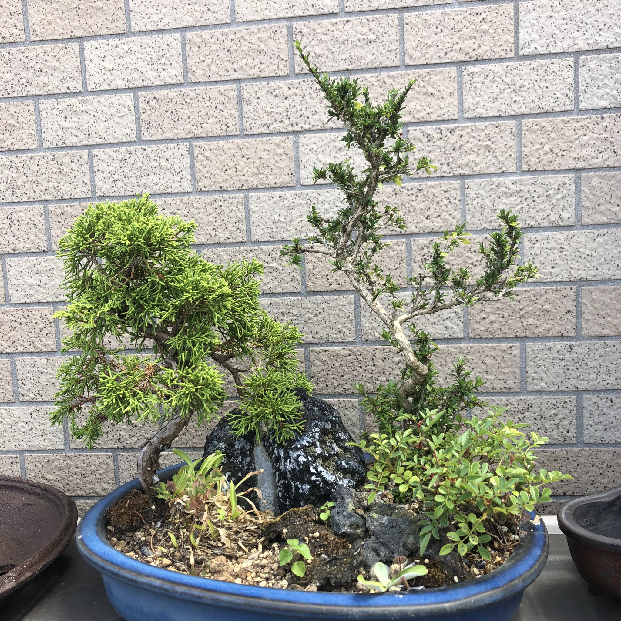 Ouji Bonsai 放ったらかしの寄せ植え盆栽をお値打ち価格でゲット 個々に植え替えようと思います 盆栽 寄せ植え 真柏 香丁木 野薔薇 山草 T Co I81mtlycqi Twitter Ouji Bonsai 放ったらかしの寄せ植え盆栽をお値打ち価格でゲット 個々に植え替えようと思います 盆栽 寄せ植え 真柏 香丁木 野薔薇 山草 T Co I81mtlycqi Twitter