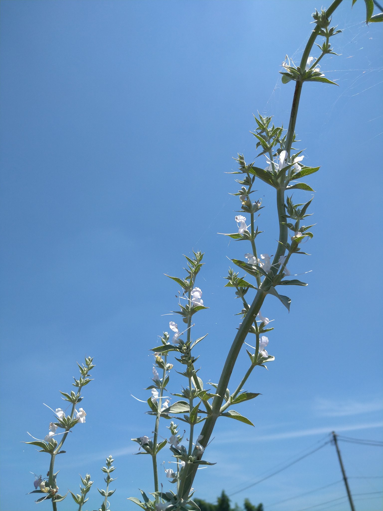 ホワイトセージ栽培中 Herb White Sage Twitter