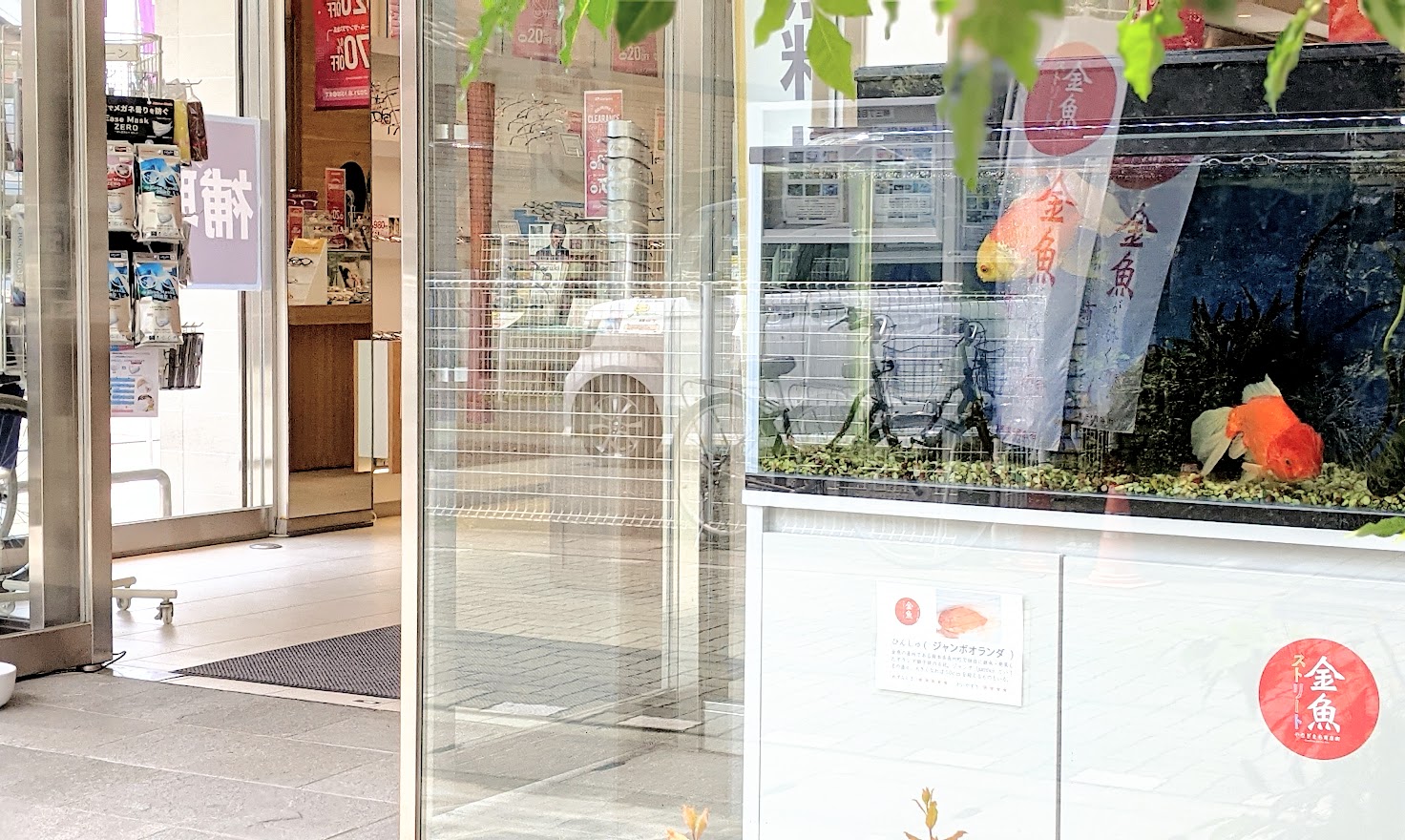 金魚ストリートin 柳町商店街 公式 Kingyostreet Twitter