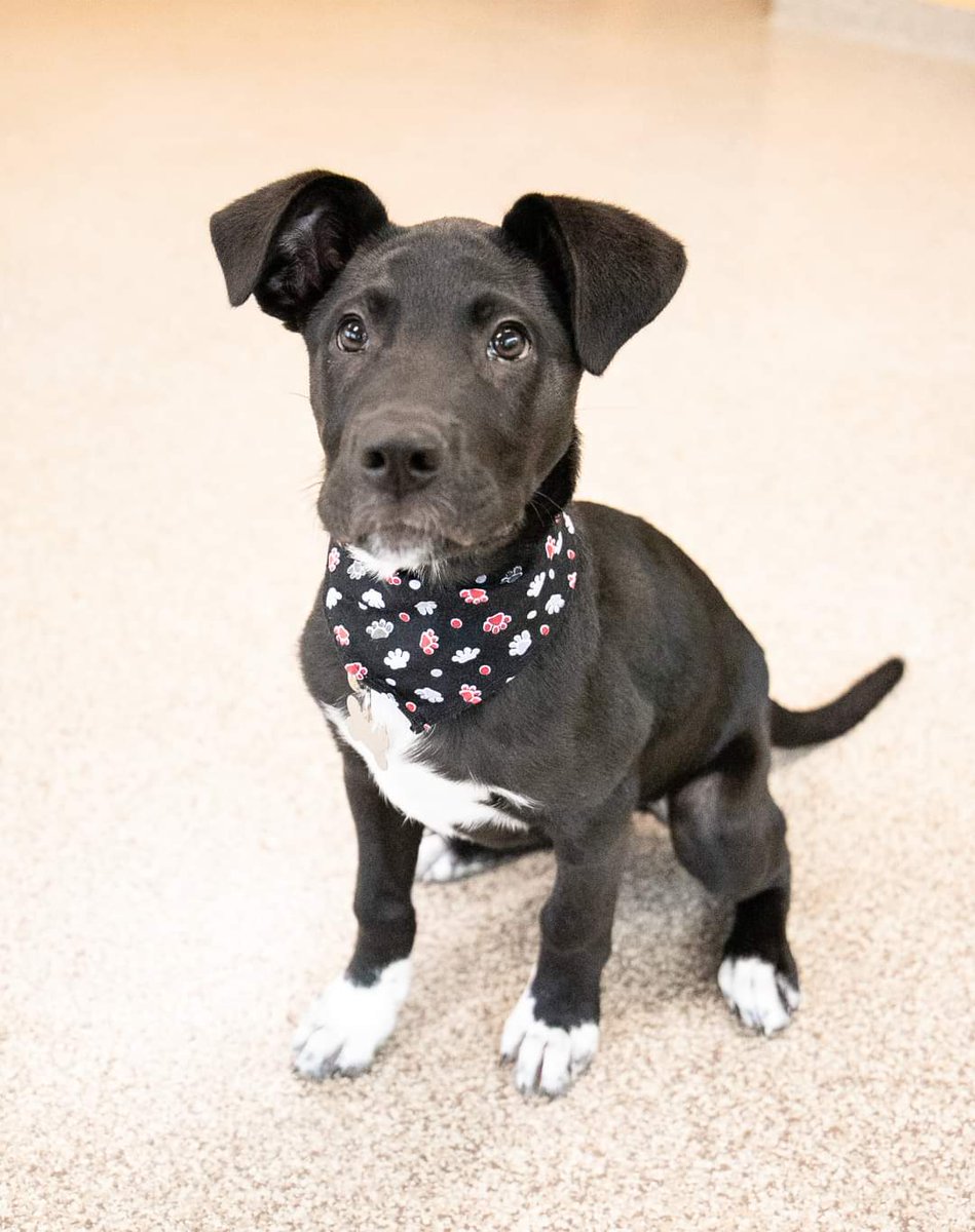 RT! 'Cunningham' is looking for a home! He's only 4 months old and cute and sweet as can be. 🤗 For more information please visit mostlymutts.org/adoptable-anim… . #AdoptDontShop #Rescuedog #Puppy