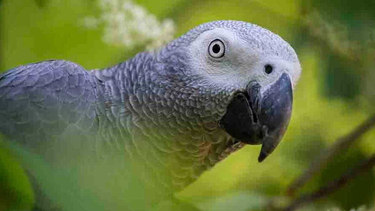 Zoo parrots separated after encouraging each other to swear at visitors nzherald.co.nz/lifestyle/five…