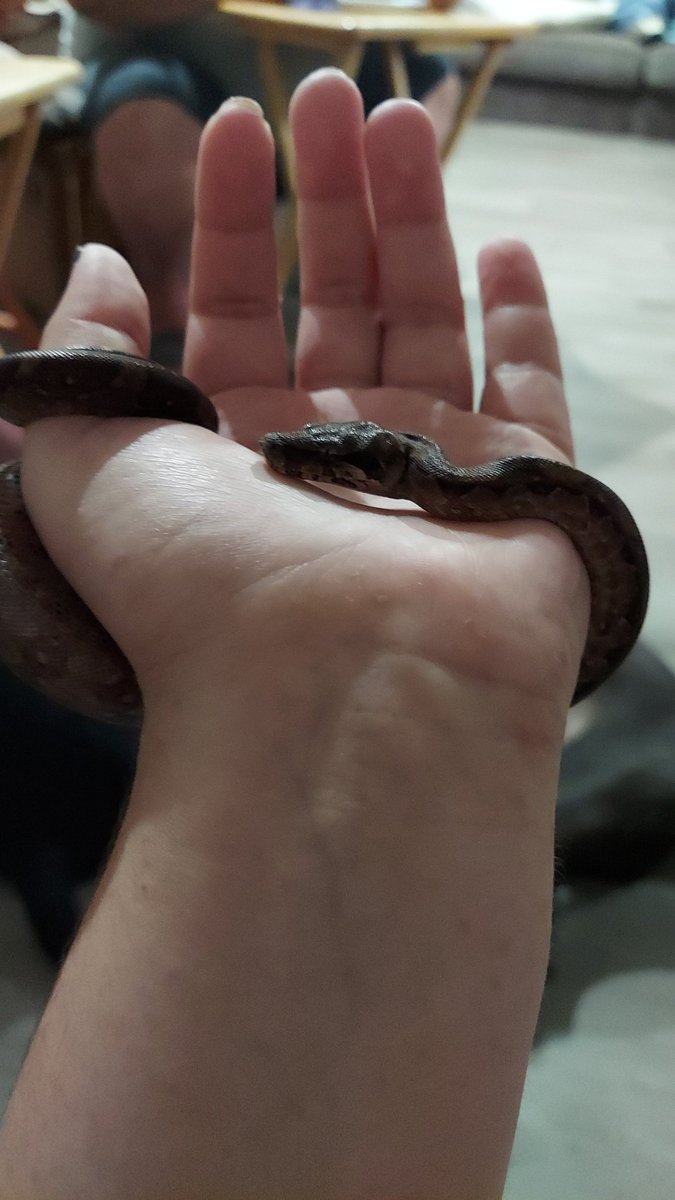 NewtJames1's tweet photo. Everyone one meet Halsey, the baby Nicaraguan boa named after one of my family's favorite artist @halsey https://t.co/H4cNJBc8Hf