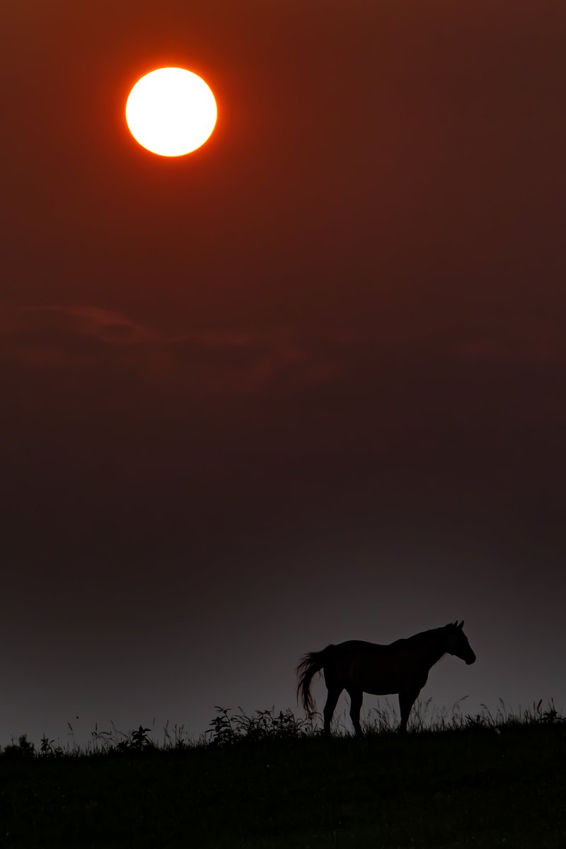 JDrumUK's tweet photo. I've been having a love/hate relationship with this horse near my neighborhood for the last month or so. Tonight, he (she?) rewarded me for my semi-daily visits by striking a little pose at sunset in Lexington, KY... #Kentucky https://t.co/B1UTczlLpZ