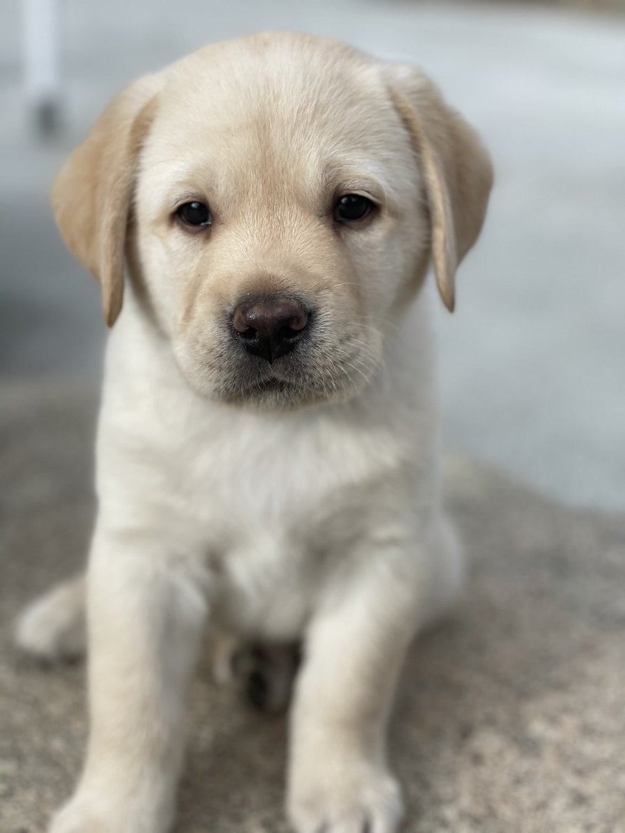 lexiibarth's tweet photo. Forgot to share on here I brought a puppy home 🙂 https://t.co/p5CiOn1TiS