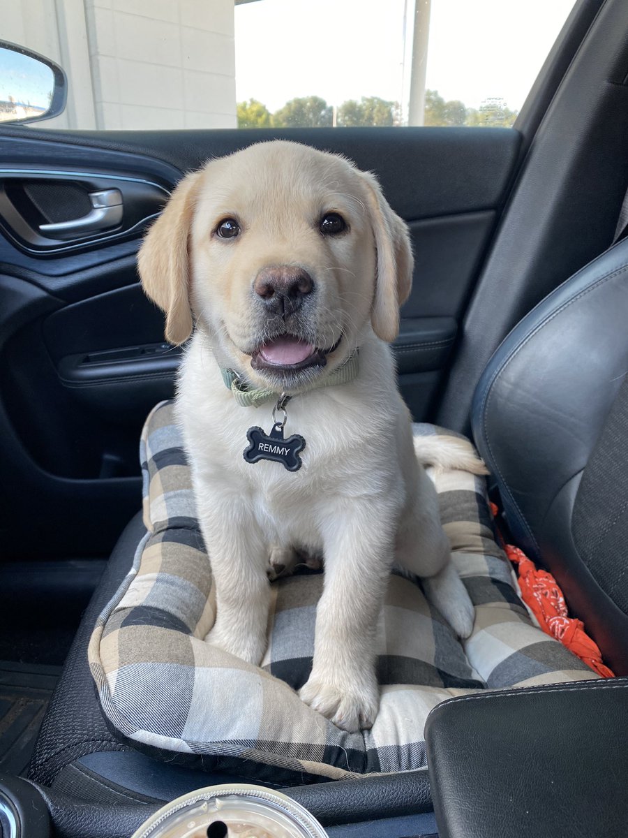 lexiibarth's tweet photo. Forgot to share on here I brought a puppy home 🙂 https://t.co/p5CiOn1TiS