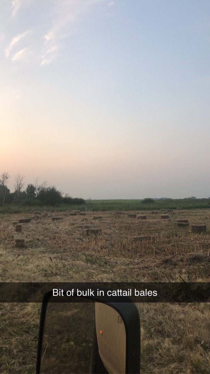 Shorthorn_Fed's tweet photo. I cut and square baled a couple acres I could never get to because of the water run so With interlake inspiration, I figured I’d bale the cattails in the run to. I’ll call them “Gelbvieh Sugar Cubes” 50 more grass and 27 more grass/cattails to stack! https://t.co/WkAd6iHbVI
