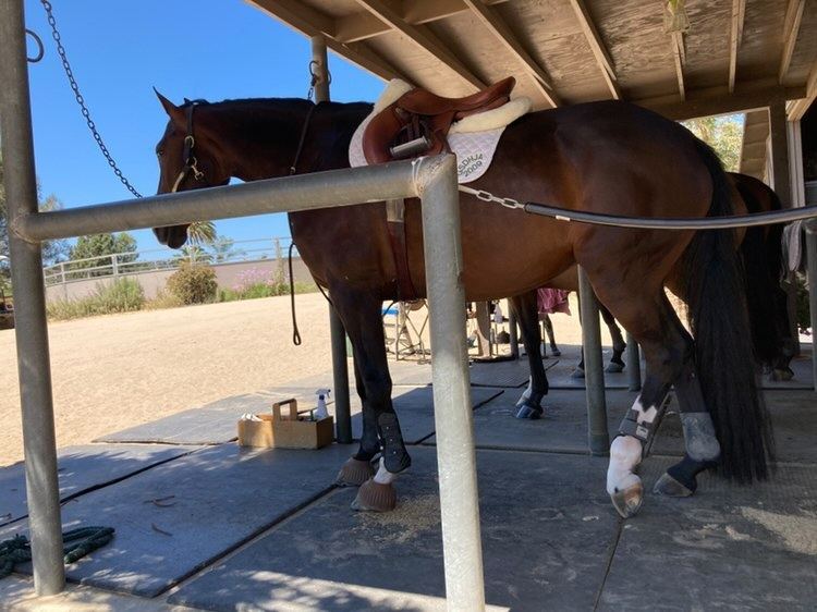 Sasha (@bumbleskunk) on Twitter photo 