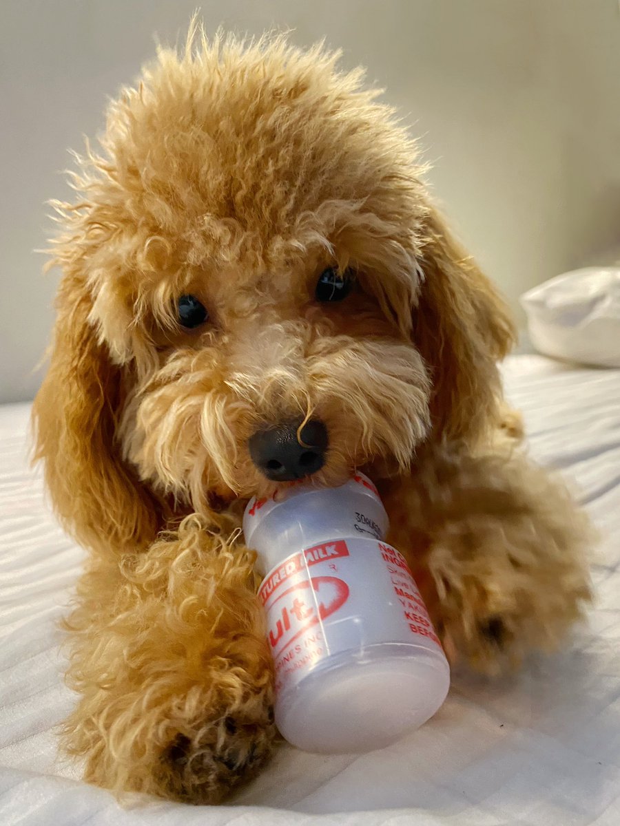 light apricot poodle