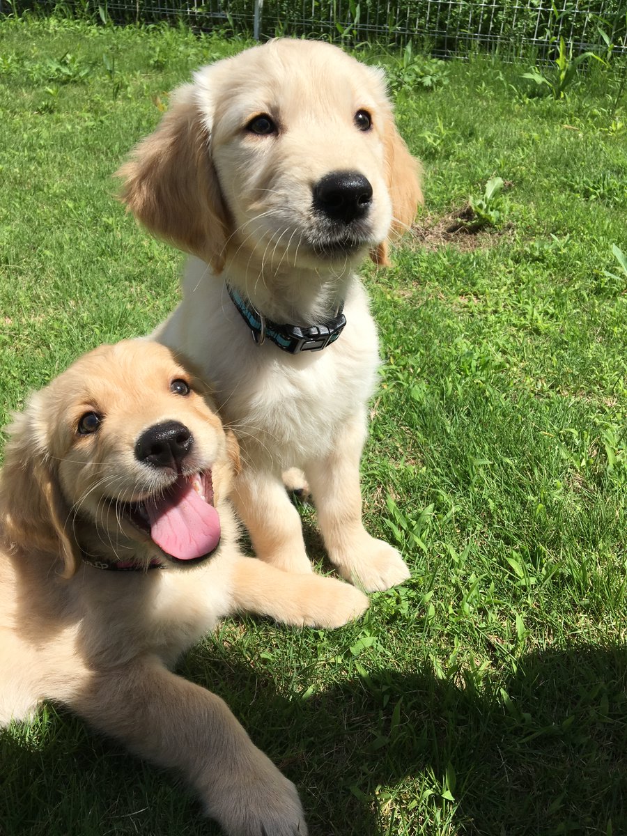 社福 日本介助犬協会 V Twitter 日本語訳 日本介助犬協会では良質な介助犬育成の為に認定や訓練を基準に沿って実施すること 海外の補助犬団体との繋がりを大切することを心がけています 人にも動物にもやさしく楽しい社会をめざして Whyadi Adiintl