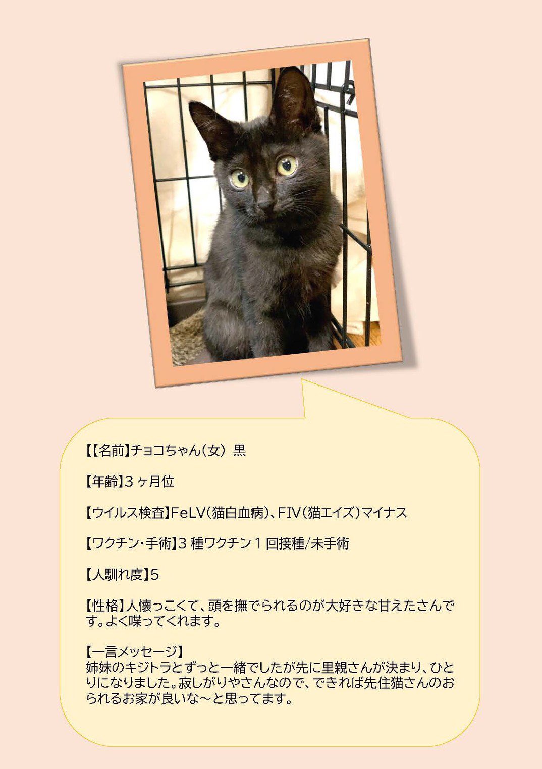 ポポン 9 12 譲渡会 Bonchi 奈良 Papipapipopon Twitter