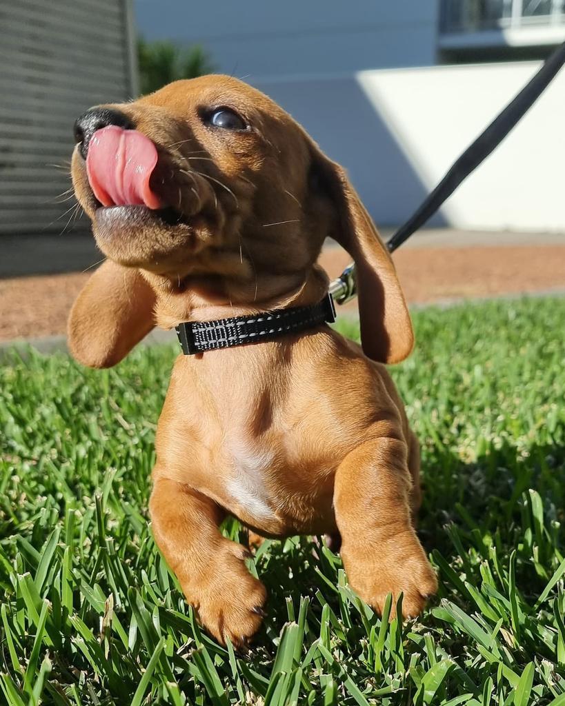 BavinEliza's tweet photo. @hijessicayun @thelucydean @sarah_ocarroll Our new family member is very cute!!! Definitely makes being stuck inside worth it! https://t.co/uXlYRazQTY