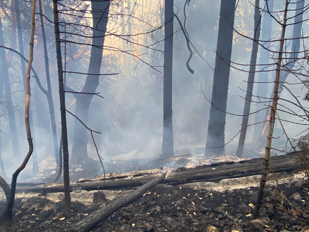 meganwillgoos's tweet photo. ODF Southwest District is responding to multiple fires and smoke investigations after lightning struck across the Rogue Valley earlier today. Here are a few pictures from ODF on the Anderson Butte Fire. We will be live with PIO Natalie Weber at 11 on @KTVL!🔥 #FirstAlertFire https://t.co/kzER2KKMD2