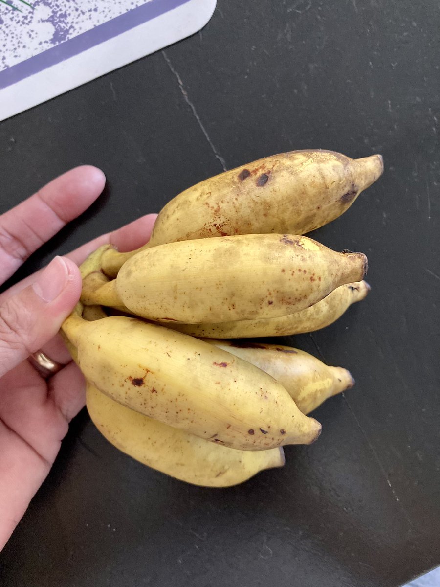 Bite-size cute bananas 🍌🍌🍌
#sarilingani
#ladyfarmer
#farmingislife