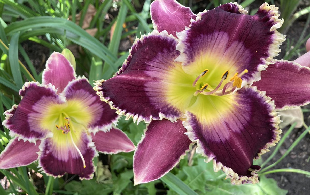 TattoodGardener's tweet photo. Spacecoast Alpha Wolf. As most daylilies are pushing out their final blooms, Alpha Wolf is just getting started. Been working this into my hybridizing program for a couple of years. Love the colour saturation, white teeth, and late season bloom #hybridizer #horticulture https://t.co/HaD6Kvgnyg