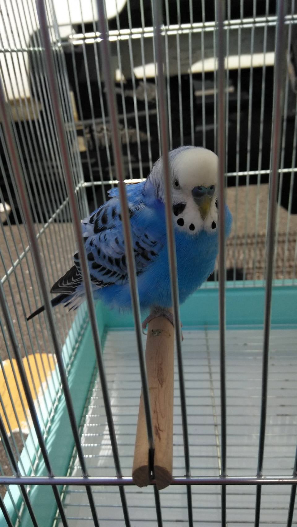 バードブリーダー湘南 Breeder Shonan Twitter