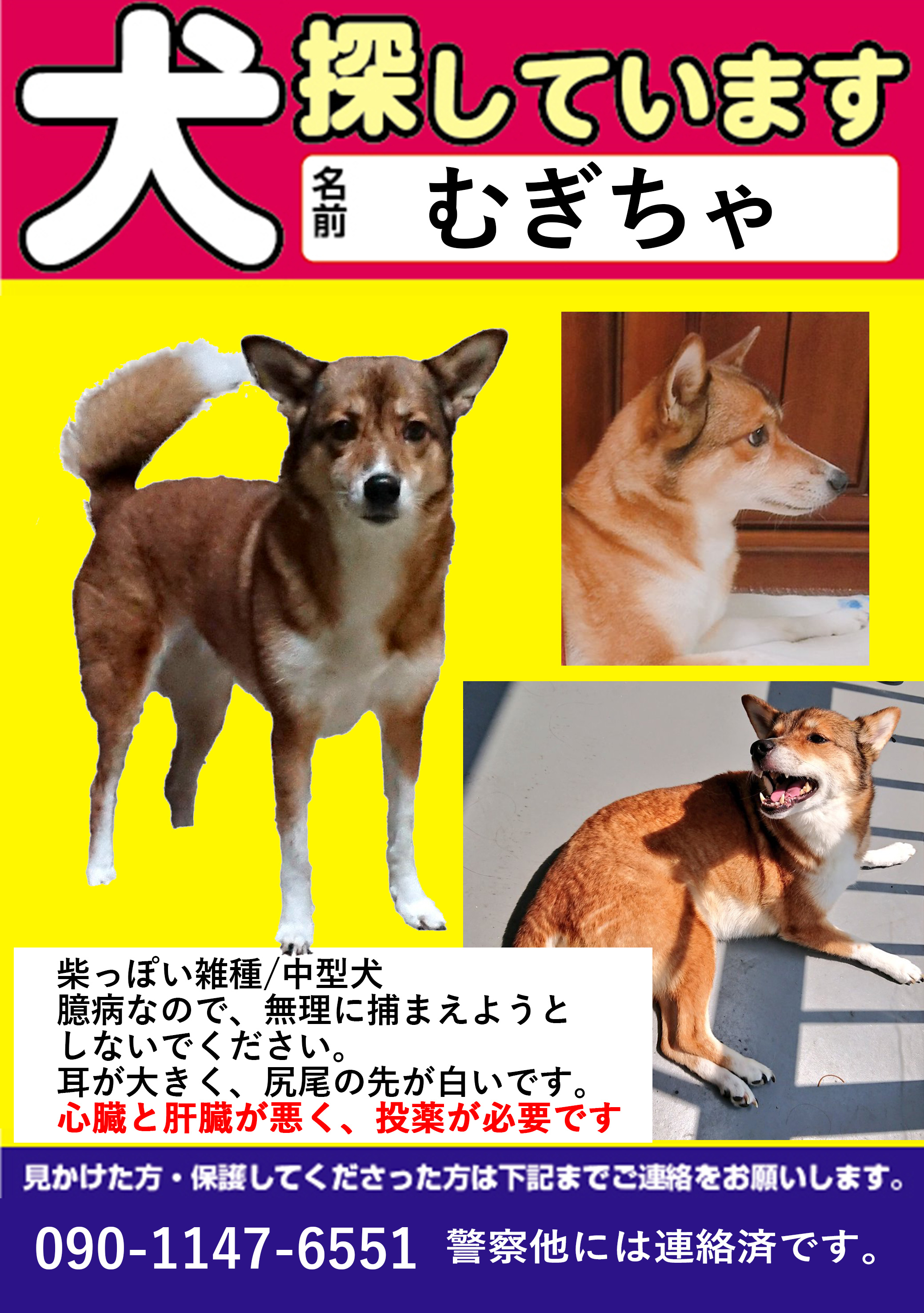 犬捜索 大阪市港区 むぎちゃ むぎちゃは癲癇発作を起こす際にとても大きな声でまるでサイレンのように キャーー キャーー ギャーーーー という悲鳴をあげます 発作がおさまるとまたよろよろと歩いてしまいます もし姿を目撃していなくとも
