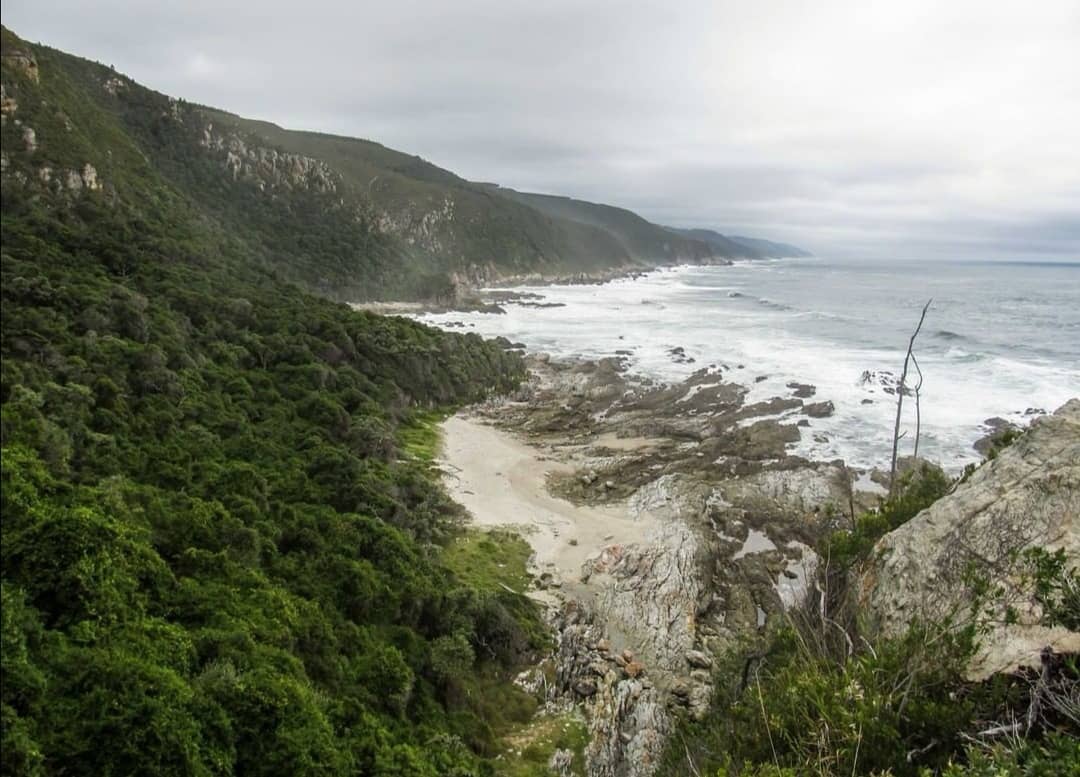 TsitsikammaT's tweet image. Some INCREDIBLE imagery from within Tsitsikamma National Park and a rare surprise sighting of a caracal and her kits... 😍
📷 Verdens Skove
#rediscoverTsitsikamma
#ShareSouthAfrica 
#ECYours2Explore
tsitsikamma.info