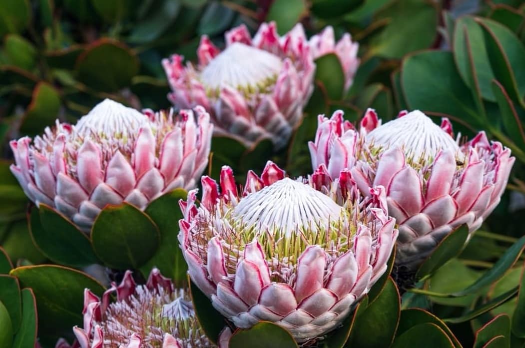 TsitsikammaT's tweet image. Some INCREDIBLE imagery from within Tsitsikamma National Park and a rare surprise sighting of a caracal and her kits... 😍
📷 Verdens Skove
#rediscoverTsitsikamma
#ShareSouthAfrica 
#ECYours2Explore
tsitsikamma.info