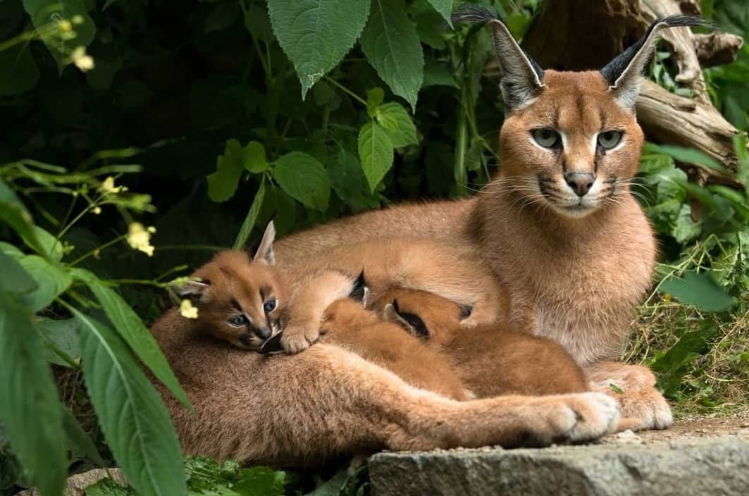 TsitsikammaT's tweet image. Some INCREDIBLE imagery from within Tsitsikamma National Park and a rare surprise sighting of a caracal and her kits... 😍
📷 Verdens Skove
#rediscoverTsitsikamma
#ShareSouthAfrica 
#ECYours2Explore
tsitsikamma.info