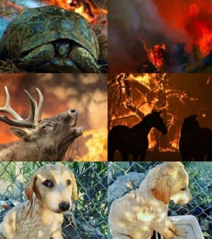 Doğa yanıyor, bu yangınlar bizi değil dünyayı etkileyecek. İnsanlığa yardım et
#helpturkey