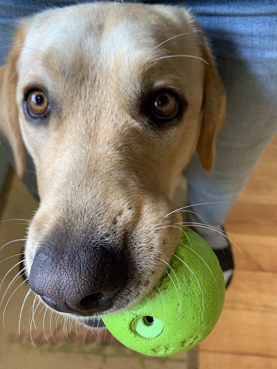 BeverlyLandais's tweet photo. Monday morning blues? Let’s play ball. #lifewithalabrador https://t.co/B1AIzYDjw8