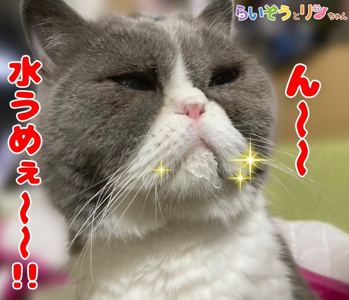 エキゾチックショートヘアのtwitterイラスト検索結果