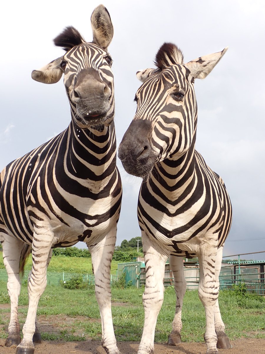 様子をうかがう