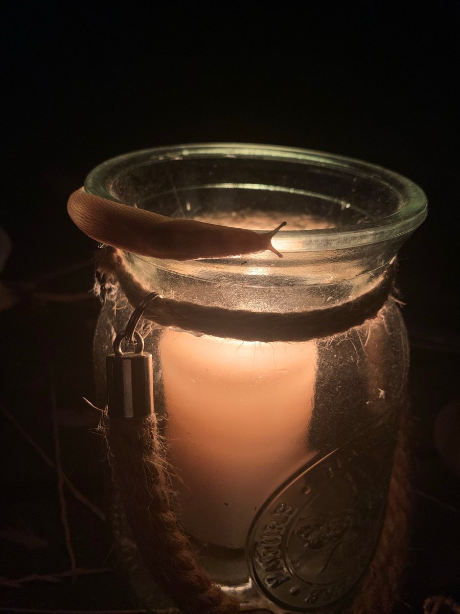 tgocgoddess1's tweet photo. I was sitting outside in the evening and two friends appeared, clearly attracted by the light from my candle.
#SmallFriends #SolaceInNature https://t.co/XsqpQO5RqA