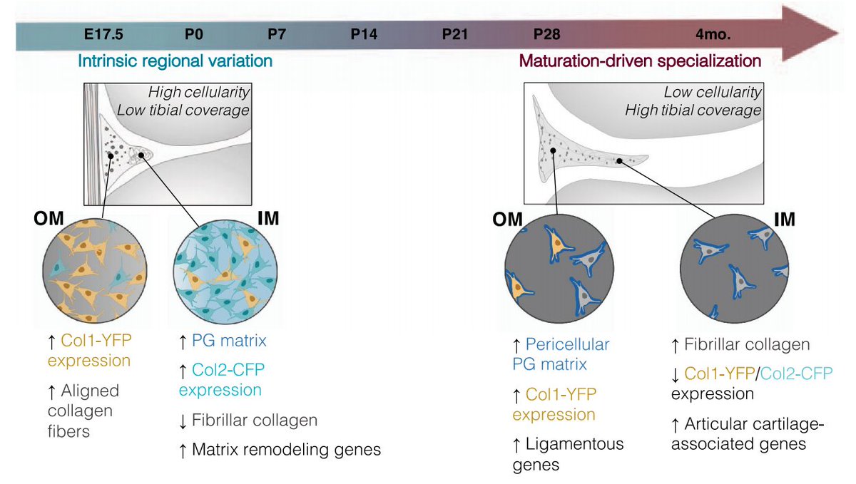 Congrats to <a href="/TTsinman/">Tonia Tsinman</a> on her recent publication in the FASEB journal entitled, "Intrinsic and growth-mediated cell and matrix specialization during murine meniscus tissue assembly." Add this to your reading list this week! Paper link: doi.org/10.1096/fj.202…