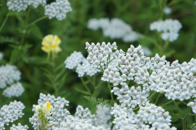 佐藤夫佐 こんにちは ベティです 毎日一花 8 2のお花は ノコギリソウ 花言葉は 戦い ノコギリソウ は ギリシア神話に登場するアキレスが傷を癒すために使ったという逸話があり そこから花言葉になっているそうです 毎日一花