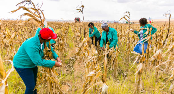 MotiSolutions's tweet photo. Today we celebrate the unspoken heroes of the country who produce harvest and provide food for us.

HAPPY FARMERS DAY!

As a way of supporting Farmers we dedicate the months of August to local Zambia farmers with 30% on any service. #TagAFarmer

Consult with us today 😀
#moti https://t.co/2Nk6LKbQG2