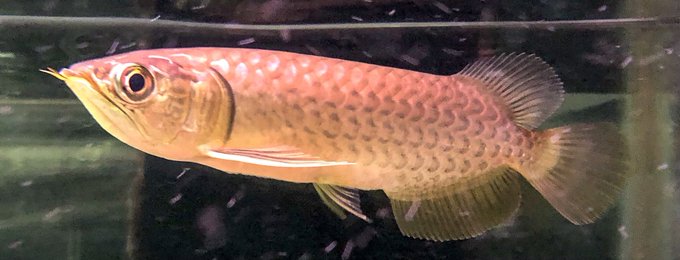 アジアアロワナのtwitterイラスト検索結果 古い順