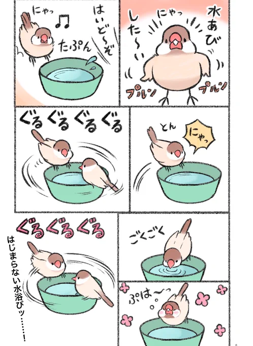 マンガ「水浴びの儀式」にゃーちゃんの思い出マンガです#文鳥 #buncyo 