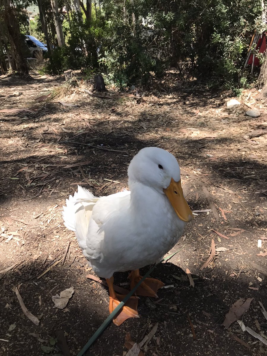 “Kabuğunu koparmadan  
ne bir elmayı soyabildim  
ne de iyileştirebildim bir yaramı  
ama karşıma çıkınca  
kızmadım hiç elma kurduna  
bendim çünkü bıçağı saplayan  
onun yurduna” (Sunay Akın)