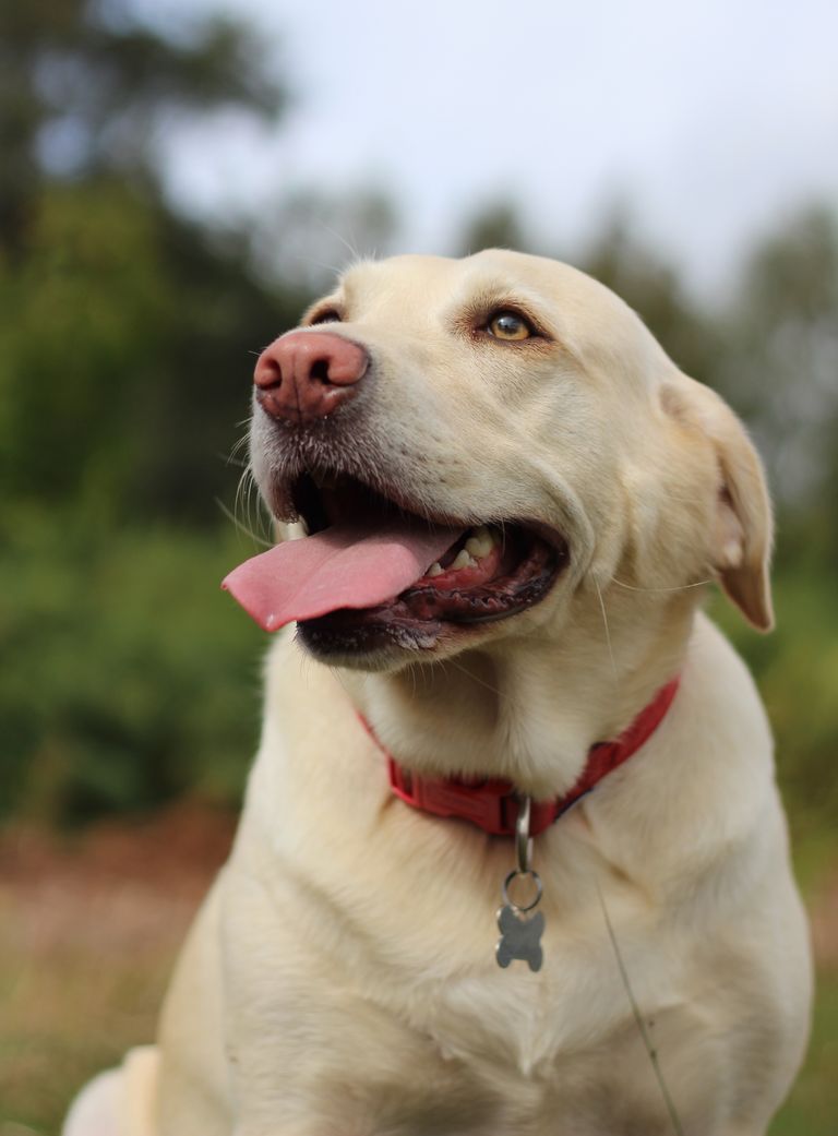 EsquireEs's tweet photo. Las 10 razas de perros que más ansiedad sufren si se quedan solos
https://t.co/HpXieWdUJM https://t.co/pVTAuk17oF
