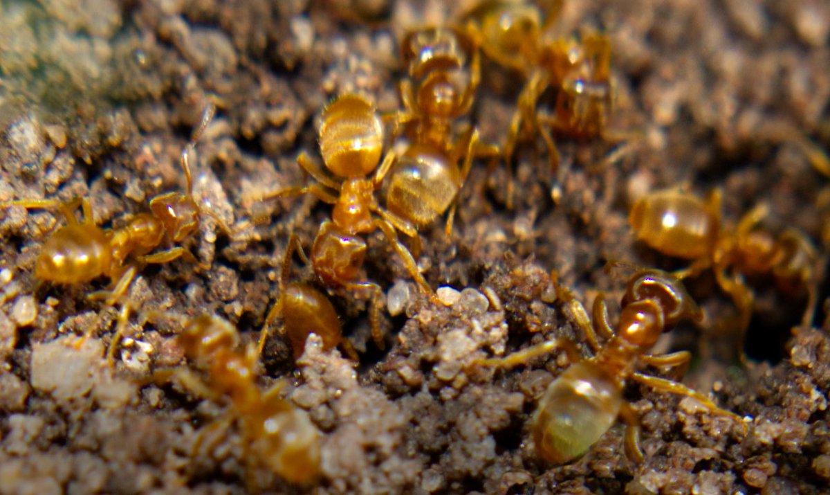 #YellowMeadowAnt #LasiusFlavus #Macrophotography 
The yellow meadow ant is known for creating anthills in grassland habitats. It has a close relationship with the Chalkhill blue butterfly - protecting the larvae in return for a sugary substance they secrete.