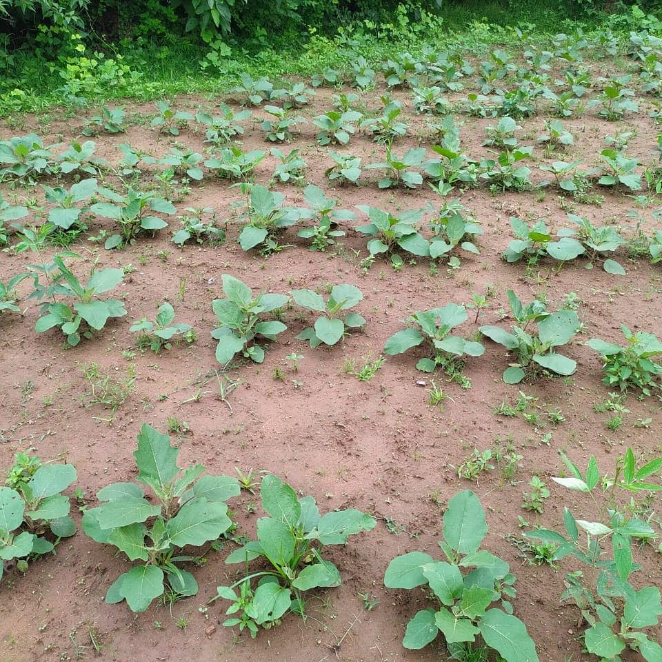 RiseIndia2030's tweet photo. These pictures come from Nabarangpur, Odisha where the farmers of Sagarmunda village are cultivating chillies and other vegetables. #ProjectSambal
-
#agriculture #Covid19India #mondaymotivation #monday #odisha #india https://t.co/IqHMjgvcSa