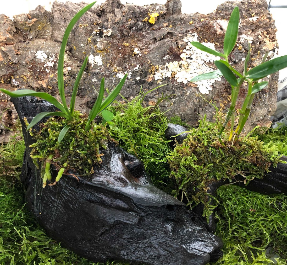 水草 植物 チャーム公式 Charm Plants Twitter