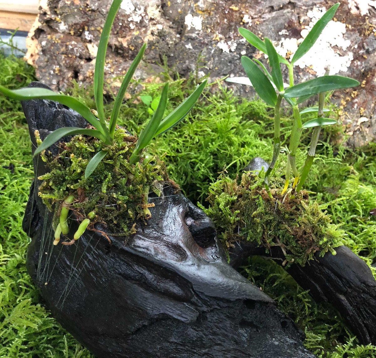 水草 植物 チャーム公式 Charm Plants Twitter