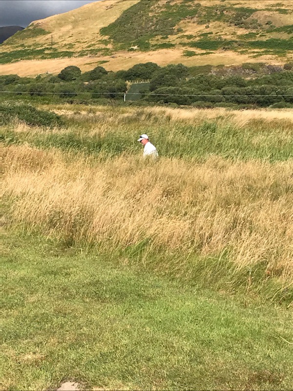 For all members who think our rough at <a href="/hallamshiregolf/">Hallamshire GC</a> is too thick he is Tom Morris searching Aberdovey for his pinnacle! /#yepitslost