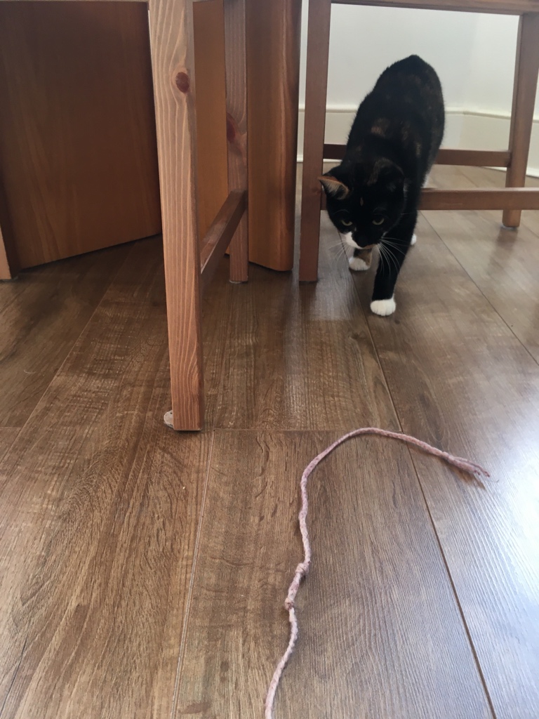 Catswhiskersuk's tweet photo. Luring shy little Ella out of hiding with string😃 #cannotresist https://t.co/pQU8QMCcTl