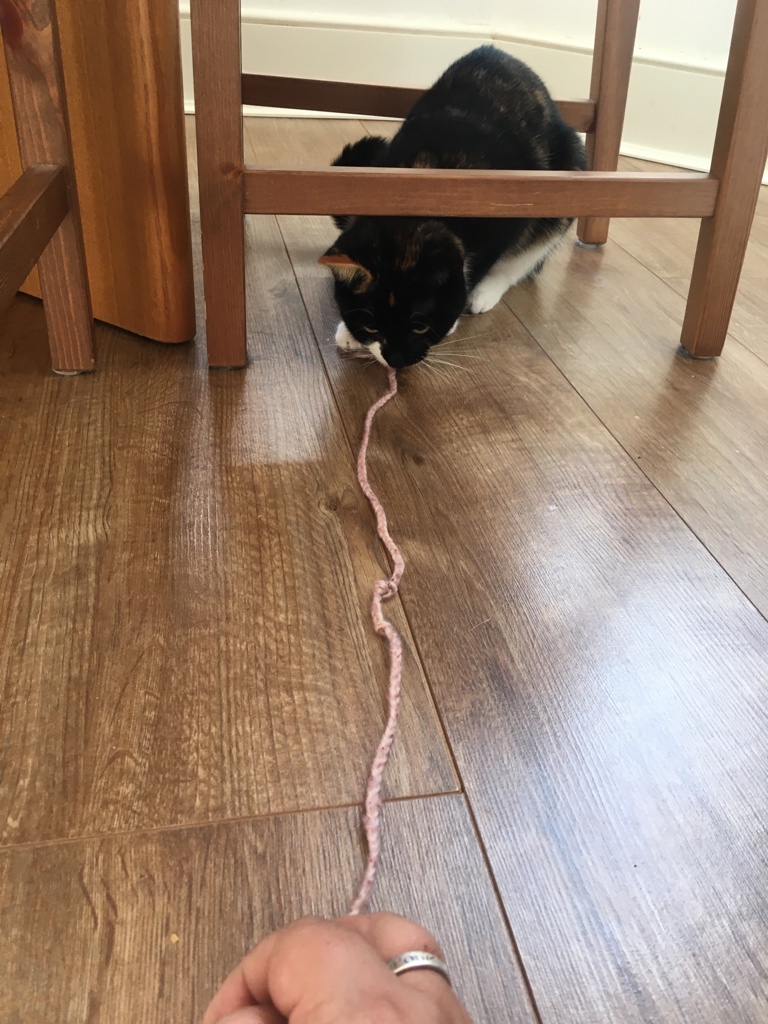 Catswhiskersuk's tweet photo. Luring shy little Ella out of hiding with string😃 #cannotresist https://t.co/pQU8QMCcTl