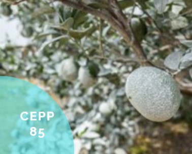 #Arboriculture et #vigne Nouvelle action #CEPP Lutter contre les insectes piqueurs au moyen d’une poudre minérale classée barrière physique à base de carbonate de calcium ow.ly/kIqf50FFYMd Retrouvez toute la base CEPP sur EcophytoPIC ow.ly/YBy250FFYMb
#biocontrôle