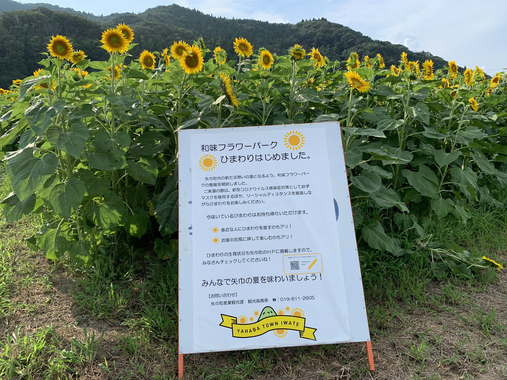 こぎ 岩手 矢巾の和味フラワーパーク 私の背を越すくらい高いひまわりたち オブチキさん この風景独り占めでしたね T Co Ikl2kfgqar オブチキのわ 矢巾町 T Co 8koaxhzewt Twitter