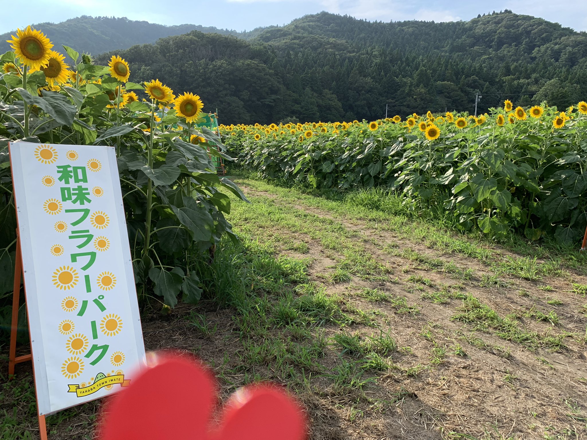 こぎ 岩手 矢巾の和味フラワーパーク 私の背を越すくらい高いひまわりたち オブチキさん この風景独り占めでしたね T Co Ikl2kfgqar オブチキのわ 矢巾町 T Co 8koaxhzewt Twitter