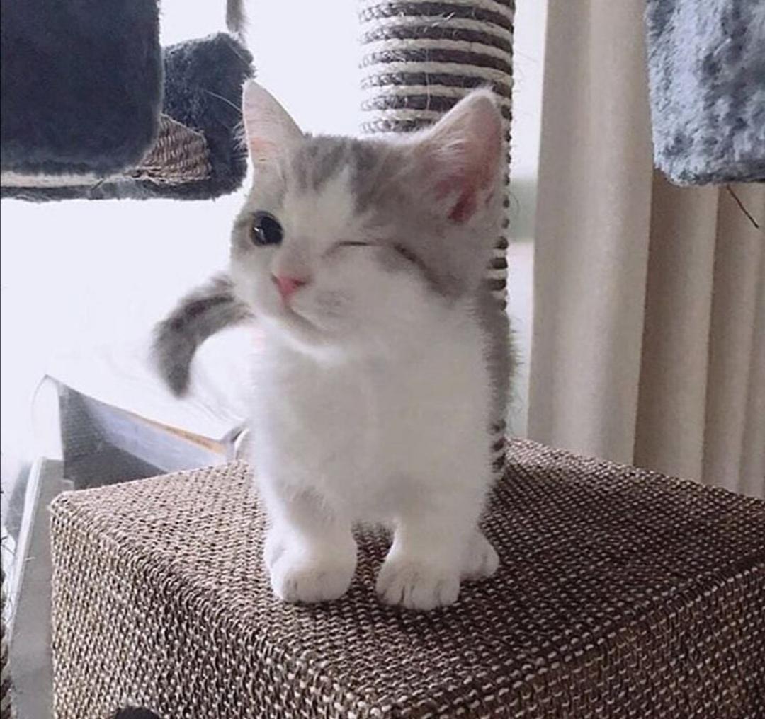 탐라에 귀여운 윙크고양이를 한마리 심어보세요