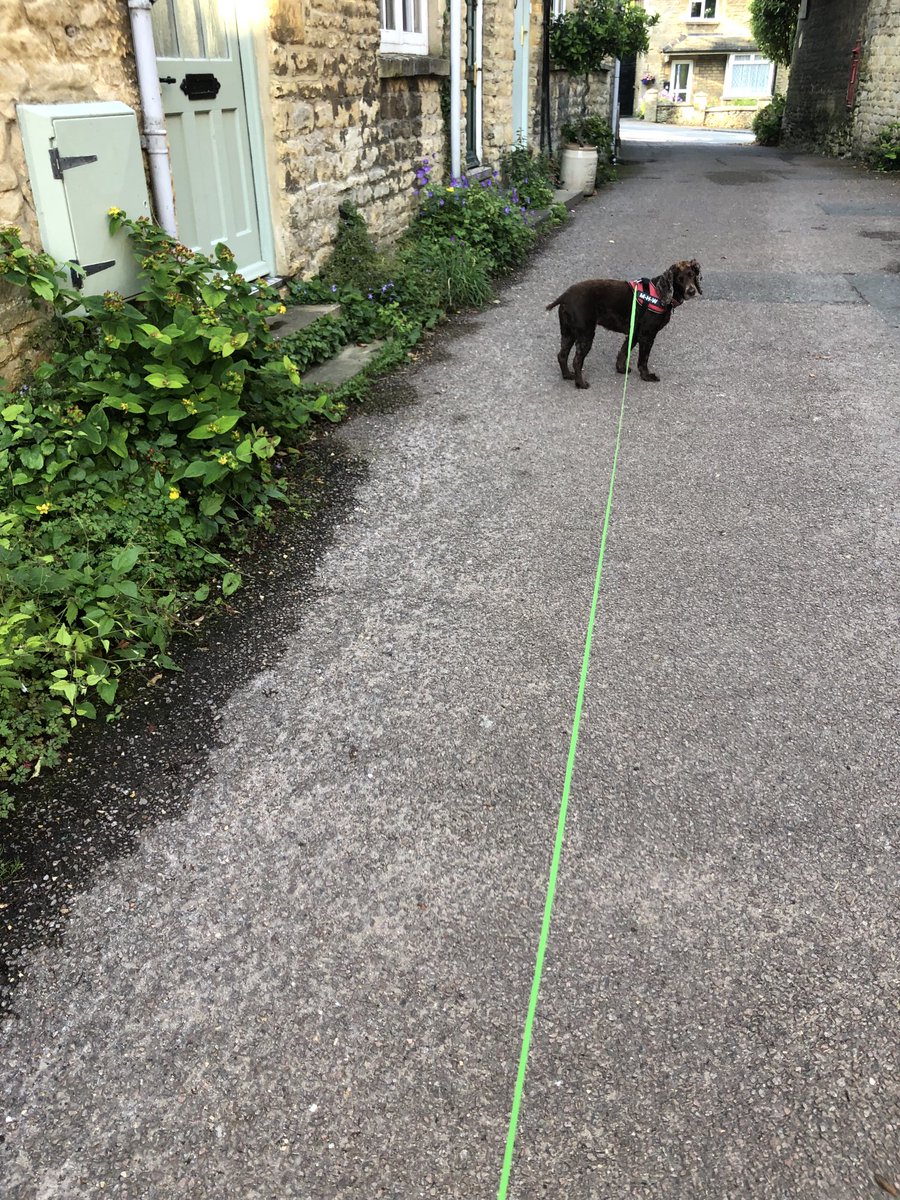 Here she is again the star of the show Millie headed off for her walk #NursesActive #ImperialActive