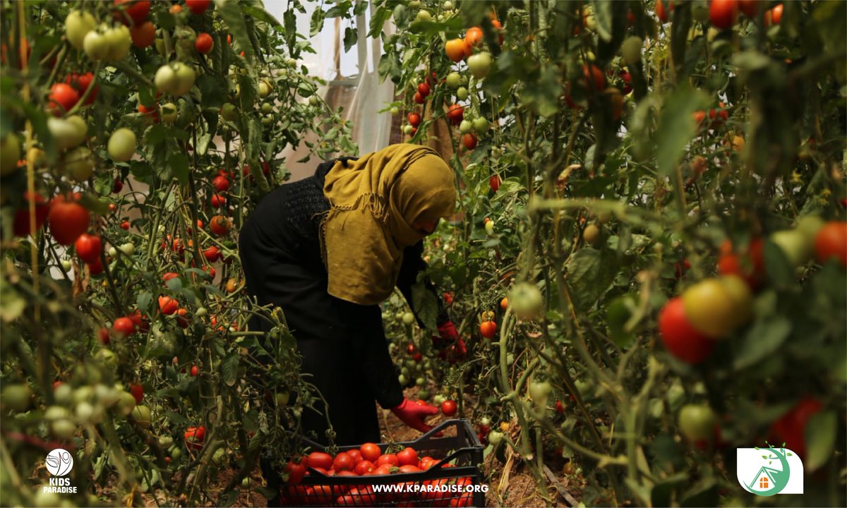 kparadiseorg's tweet photo. Today, they have become self-reliant with income generation and become more effective after we provided them with the necessary tools for their small projects.
#Protection #Safe_Spaces #Northern_Syria
#PSS #Idlib #Therapeutic #Gardens #Agriculture #Livestock https://t.co/MSSaJwGahJ