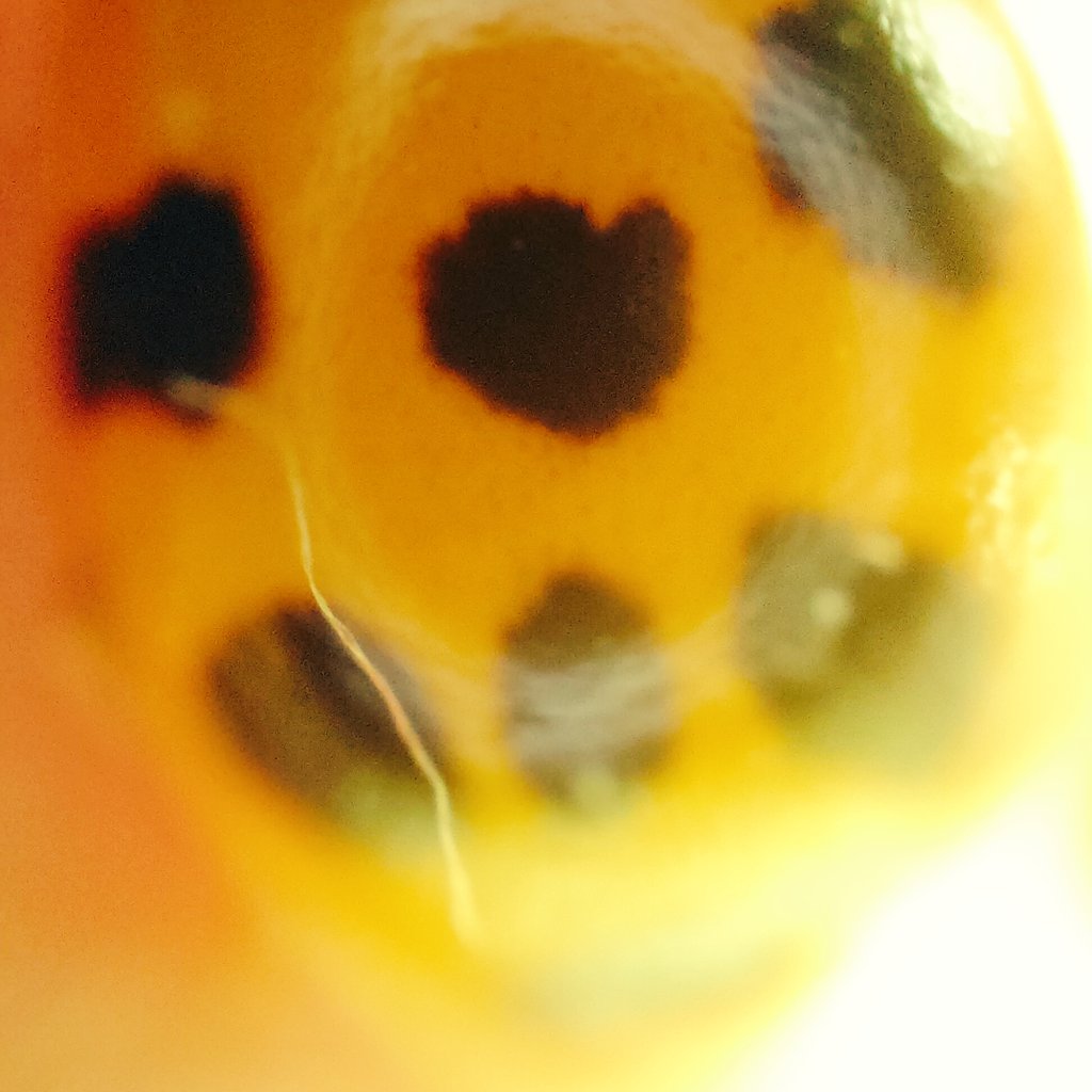 spent the morning trying to take a picture of a ladybird that flew onto my hand